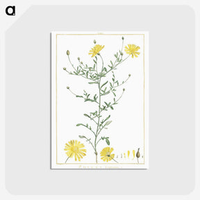 1-4_Stirpes-Novae_postcard