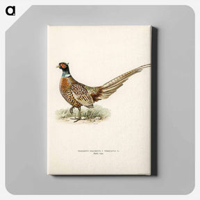 アートパネル-Ring-necked Pheasant
 - スヴェンスカ フォグラル Canvas.