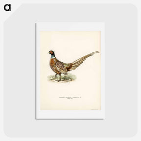 アートポストカード-Ring-necked Pheasant
 - スヴェンスカ フォグラル Postcard.