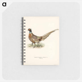 アートメモ帳-Ring-necked Pheasant
 - スヴェンスカ フォグラル Memo.