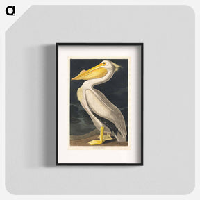 アートポスター-American White Pelican from Birds of America
 - アメリカの鳥たち Poster.