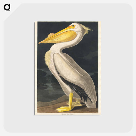 アートポストカード-American White Pelican from Birds of America
 - アメリカの鳥たち Postcard.