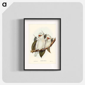 アートポスター-Long-billed Cockatoo
 - オーストラリアの鳥 Poster.