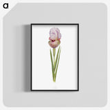 1-4_The-Genus-Iris_blk-crop