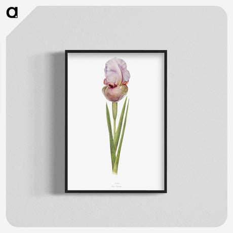 1-4_The-Genus-Iris_blk-crop