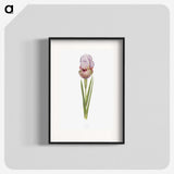 1-4_The-Genus-Iris_blk