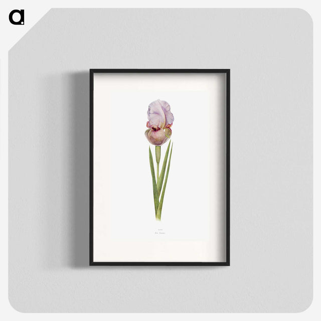 1-4_The-Genus-Iris_blk