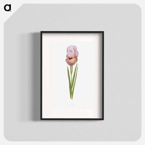 Iris Lortetii from The genus Iris
 - アヤメ属 Poster.