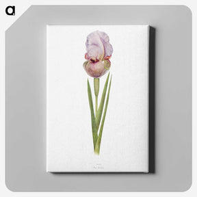 1-4_The-Genus-Iris_canvas