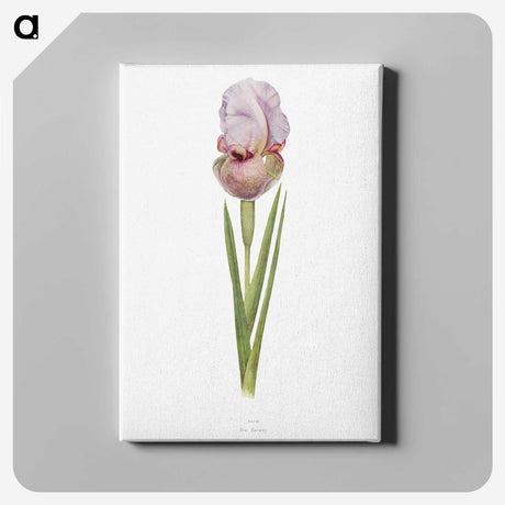 1-4_The-Genus-Iris_canvas