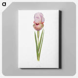 アートパネル-Iris Lortetii from The genus Iris
 - アヤメ属 Canvas.