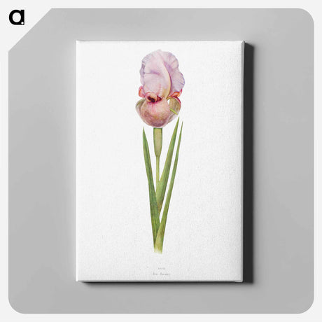 アートパネル-Iris Lortetii from The genus Iris
 - アヤメ属 Canvas.