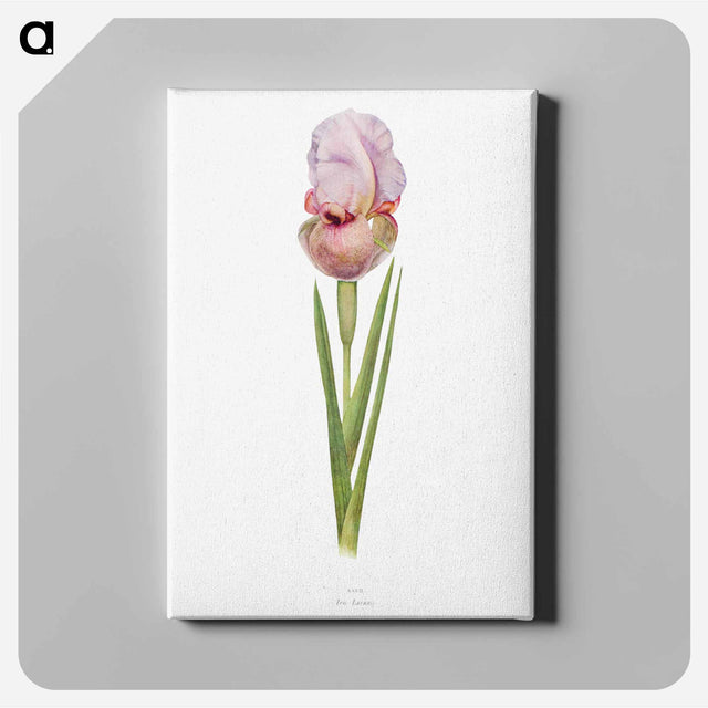 アートパネル-Iris Lortetii from The genus Iris
 - アヤメ属 Canvas.