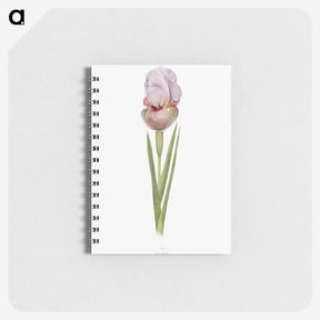1-4_The-Genus-Iris_memo