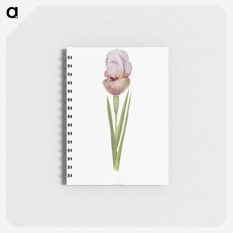 1-4_The-Genus-Iris_memo