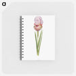 アートメモ帳-Iris Lortetii from The genus Iris
 - アヤメ属 Memo.