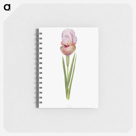 アートメモ帳-Iris Lortetii from The genus Iris
 - アヤメ属 Memo.