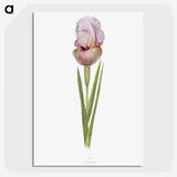 1-4_The-Genus-Iris_picture-crop
