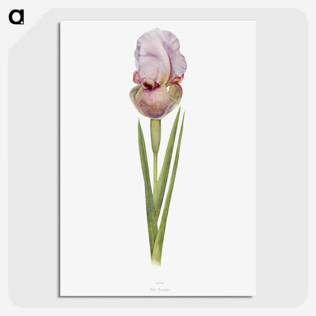 1-4_The-Genus-Iris_picture-crop
