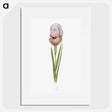 1-4_The-Genus-Iris_picture