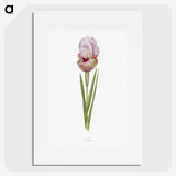 1-4_The-Genus-Iris_picture