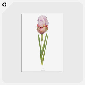 アートポストカード-Iris Lortetii from The genus Iris
 - アヤメ属 Postcard.