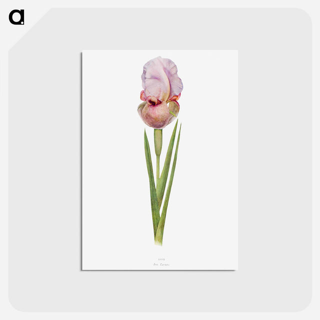 アートポストカード-Iris Lortetii from The genus Iris
 - アヤメ属 Postcard.