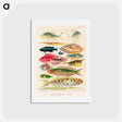アートポストカード-Great Barrier Reef Fishes - オーストラリアのグレートバリアリーフ Postcard.