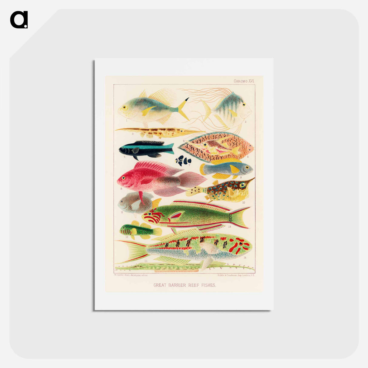 アートポストカード-Great Barrier Reef Fishes - オーストラリアのグレートバリアリーフ Postcard.