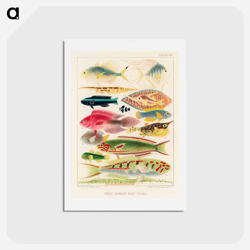 Great Barrier Reef Fishes - オーストラリアのグレートバリアリーフ Postcard.