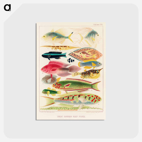 アートポストカード-Great Barrier Reef Fishes - オーストラリアのグレートバリアリーフ Postcard.