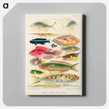 Great Barrier Reef Fishes - オーストラリアのグレートバリアリーフ Canvas.