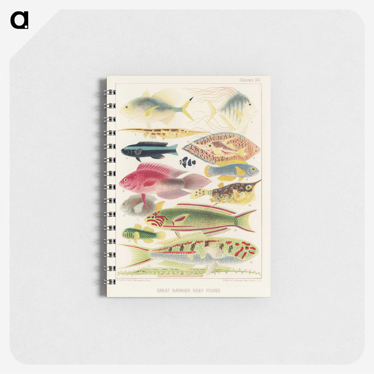 1-4_The-Great-Barrier-Reef-of-Australia_memo