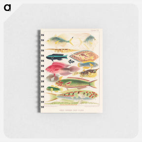 アートメモ帳-Great Barrier Reef Fishes - オーストラリアのグレートバリアリーフ Memo.