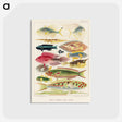 1-4_The-Great-Barrier-Reef-of-Australia_postcard