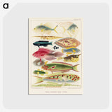 1-4_The-Great-Barrier-Reef-of-Australia_postcard