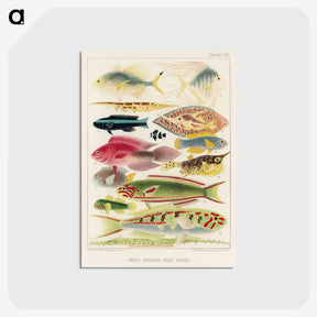 1-4_The-Great-Barrier-Reef-of-Australia_postcard