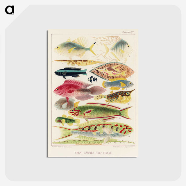 1-4_The-Great-Barrier-Reef-of-Australia_postcard