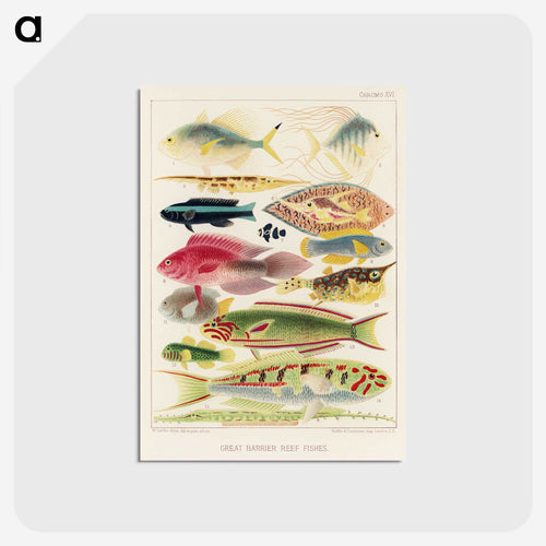 Great Barrier Reef Fishes - オーストラリアのグレートバリアリーフ Postcard.