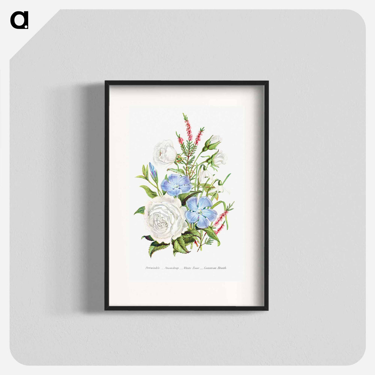 アートポスター-Periwinkle, Snowdrop, White Rose and Common Heath from The Language of Flowers, or, Floral Emblems of Thoughts, Feelings, and Sentiments
 - 花言葉 Poster.