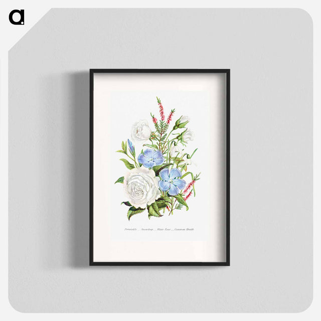 アートポスター-Periwinkle, Snowdrop, White Rose and Common Heath from The Language of Flowers, or, Floral Emblems of Thoughts, Feelings, and Sentiments
 - 花言葉 Poster.