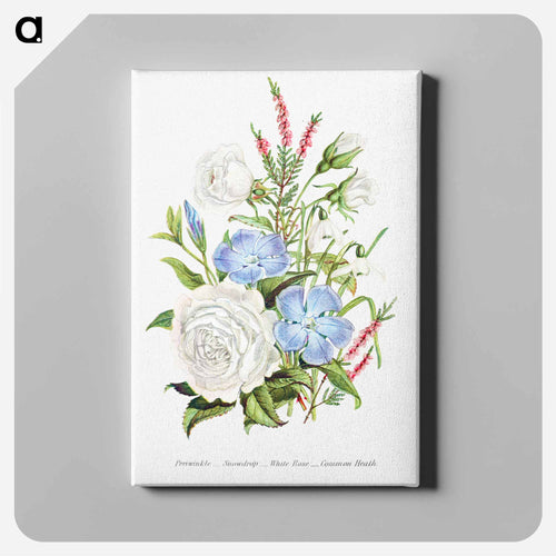Periwinkle, Snowdrop, White Rose and Common Heath from The Language of Flowers, or, Floral Emblems of Thoughts, Feelings, and Sentiments
 - Flower Language Canvas.