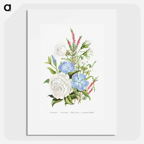 アートポスター-Periwinkle, Snowdrop, White Rose and Common Heath from The Language of Flowers, or, Floral Emblems of Thoughts, Feelings, and Sentiments
 - 花言葉 Poster.