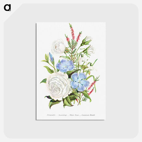アートポストカード-Periwinkle, Snowdrop, White Rose and Common Heath from The Language of Flowers, or, Floral Emblems of Thoughts, Feelings, and Sentiments
 - 花言葉 Postcard.