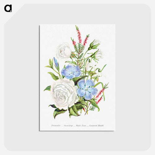 Periwinkle, Snowdrop, White Rose and Common Heath from The Language of Flowers, or, Floral Emblems of Thoughts, Feelings, and Sentiments
 - Flower Language Postcard.