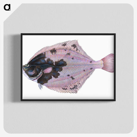 1-4_The-Natural-History-of-British-Fishes_blk-crop