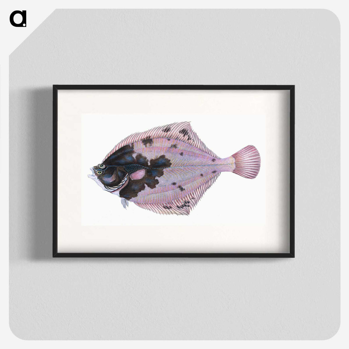 1-4_The-Natural-History-of-British-Fishes_blk