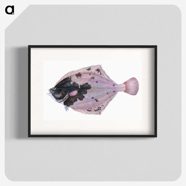 1-4_The-Natural-History-of-British-Fishes_blk