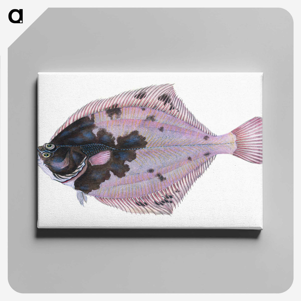 1-4_The-Natural-History-of-British-Fishes_canvas