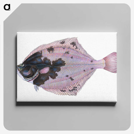 1-4_The-Natural-History-of-British-Fishes_canvas